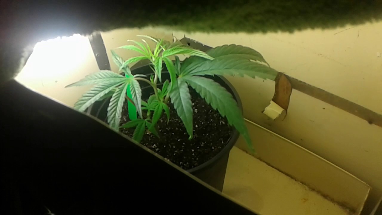 THC BOMB