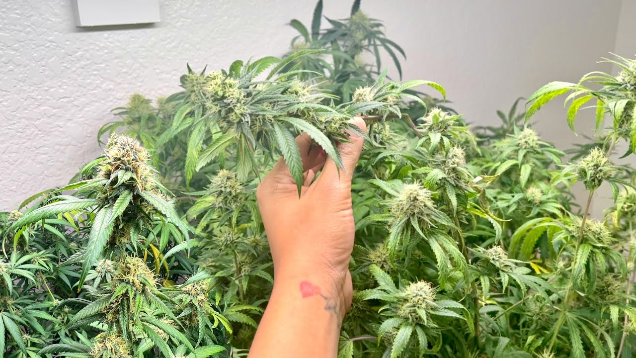 5th WEEK FLOWER: White Mintz Clones 🔥 Closet Cannabis Grow Update