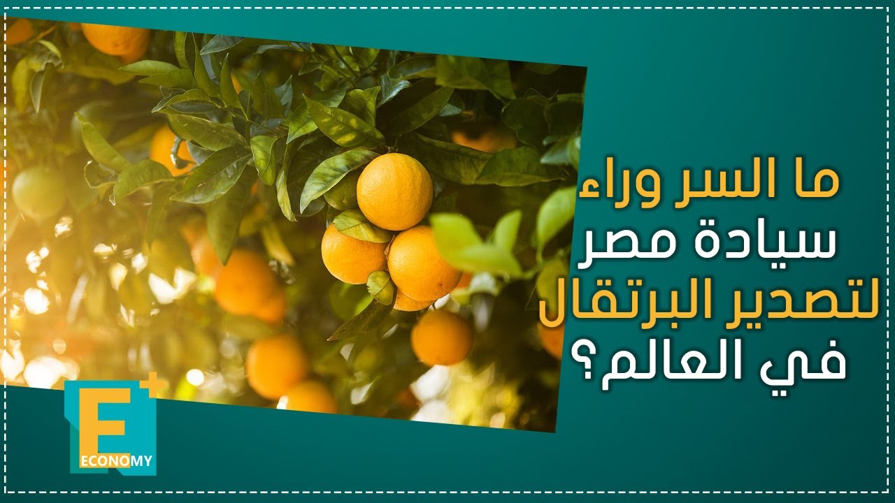 ما السر وراء سيادة مصر لتصدير البرتقال في العالم؟