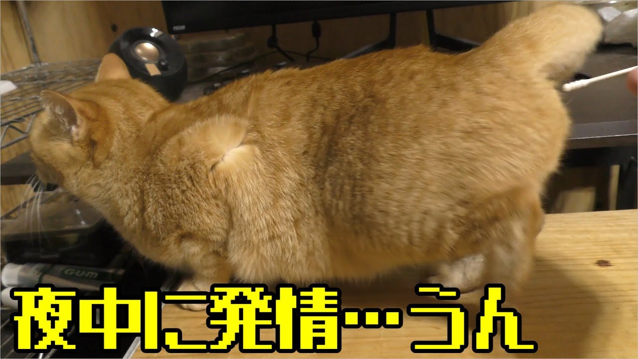 発情期のドコモ猫、夜泣きしまくって起こされて綿棒にて抑える…夜中はきついっすわぁ…