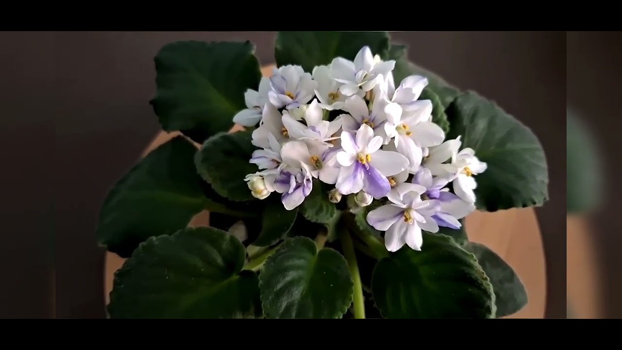 VIOLETAS AFRICANAS EN FLORACIÓN.  #plantas #flores 