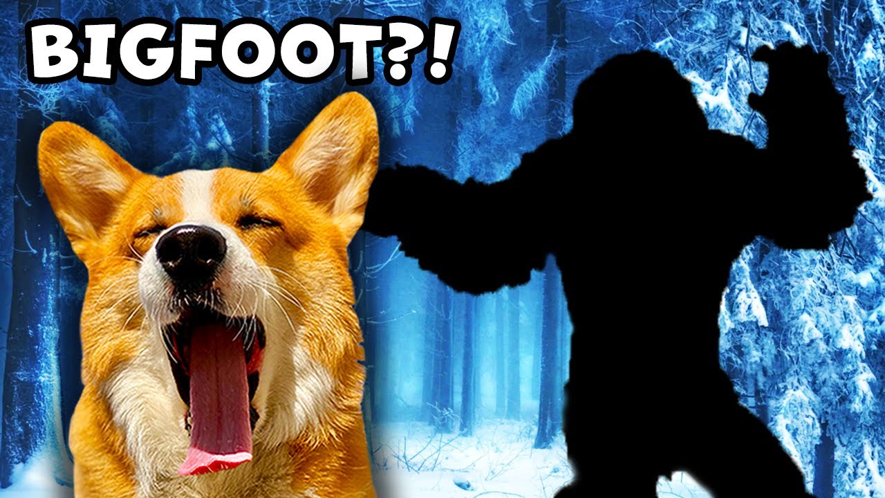 Dogs Track Bigfoot!