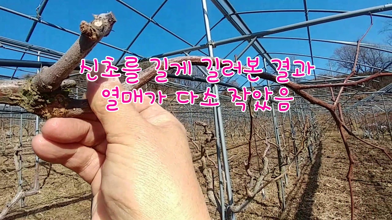 채광에 유리한 왕대추 재배법