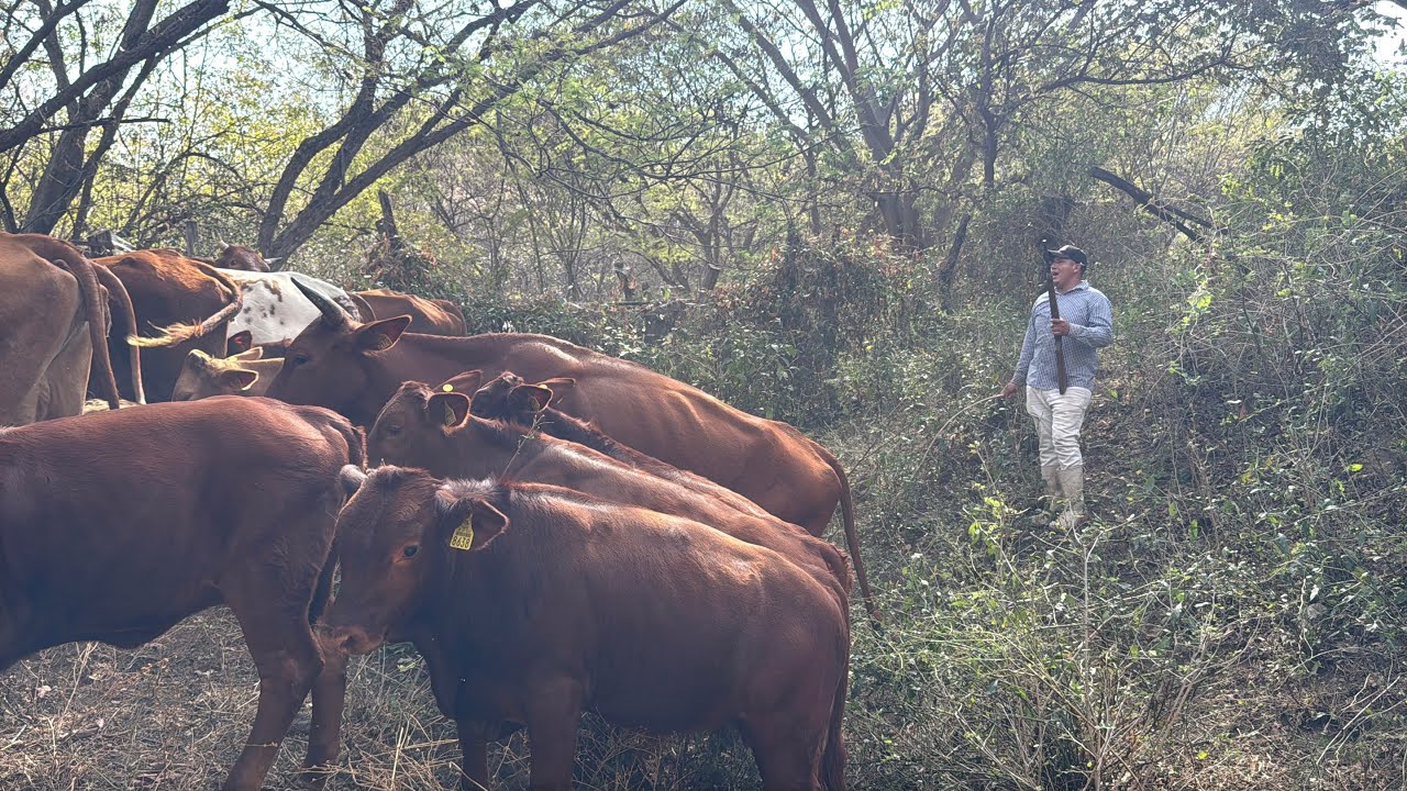 BAJANDO EL GANADO DEL CERRO / PARA NUEVOS PASTOS