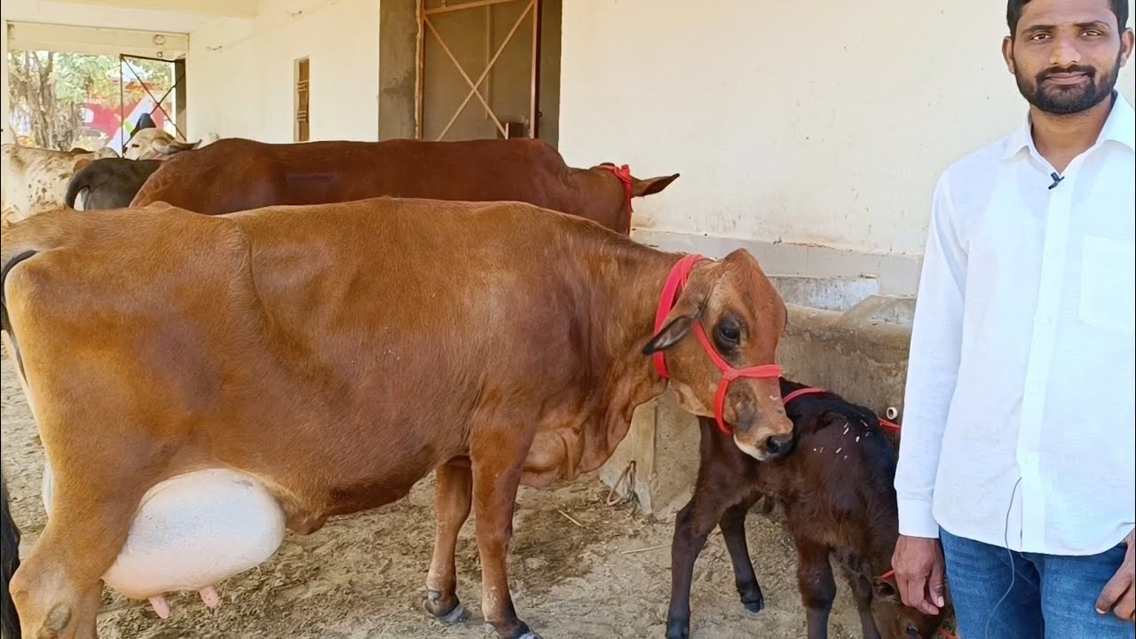 Cross Breed Cows Available For Sale At Yadav Dairy Farm,Lucknow/ देखिए यादव डेरी फार्म की क्राॅस गाय
