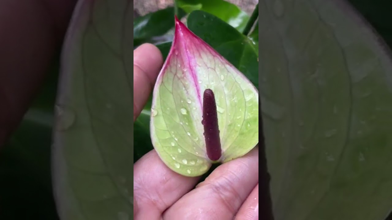 බලන්න ලස්සනයිද කියලා#anthuriumwagawasinhala#fypviral#plants#anthurium0765647812