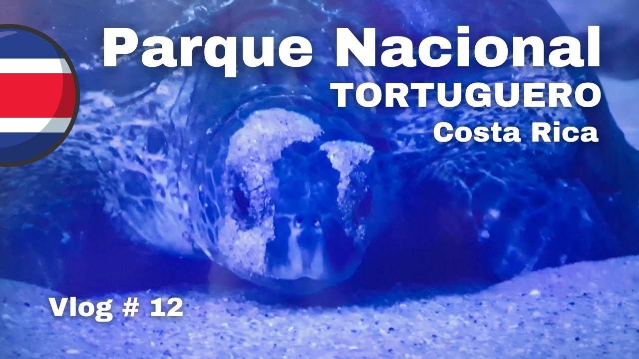 ¡EMOCIONANTE EXPERIENCIA! Asistimos al DESOVE de una TORTUGA VERDE en TORTUGUERO, Costa Rica | 4K