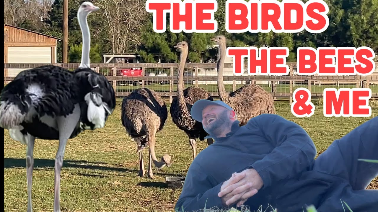 The Birds 🦅 The Bees 🐝 and ME!