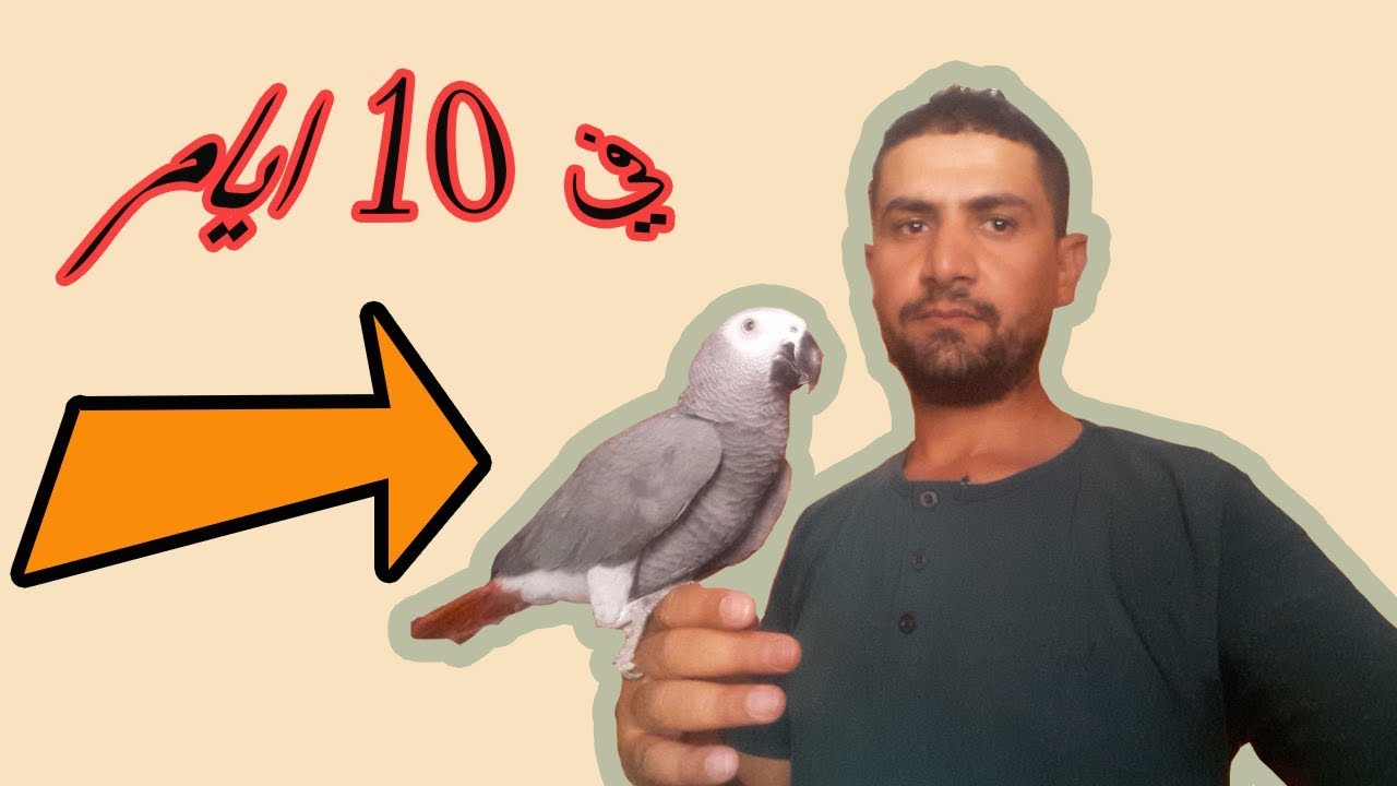 ترويض كاسكو وحشي