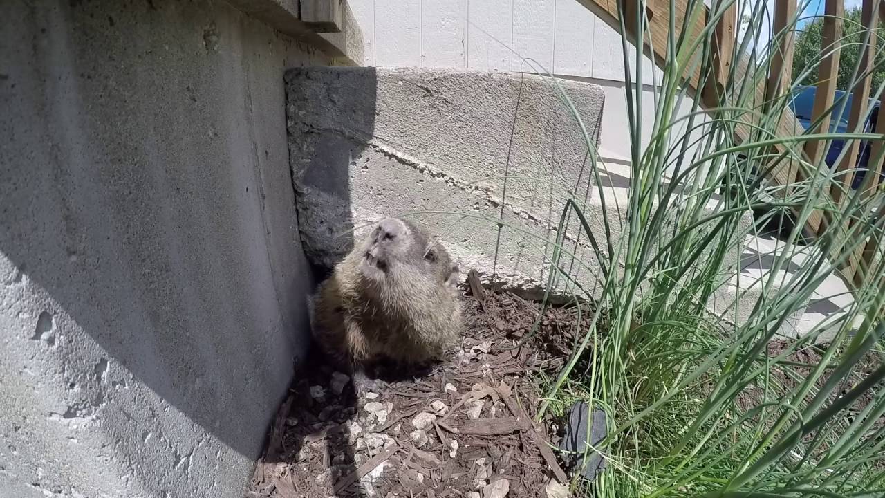 Groundhog Under the Steps