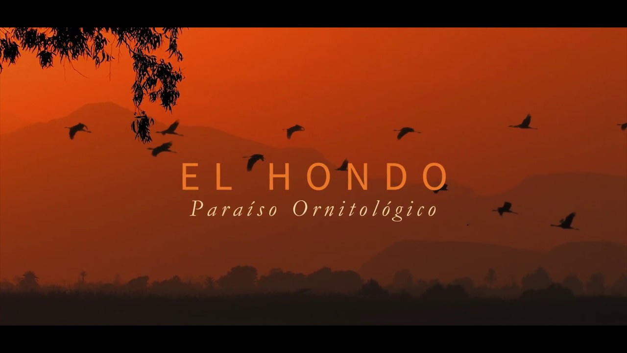EL HONDO - Paraíso Ornitológico