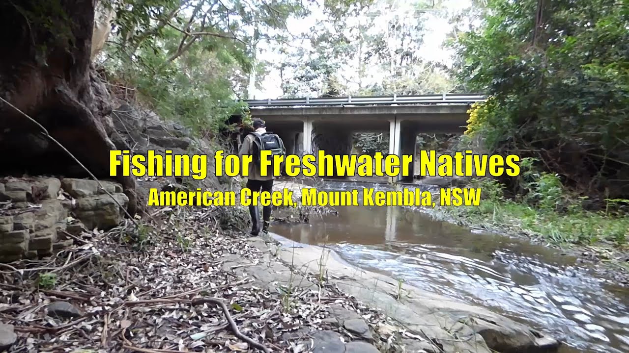 Fishing for Freshwater Natives - American Creek, Mount Kembla, NSW