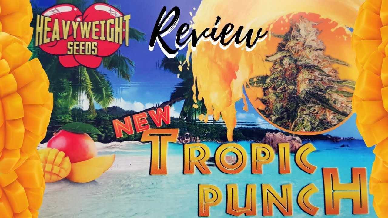 REVIEW HEAVY WEIGHT SEEDS TROPIC PUNCH