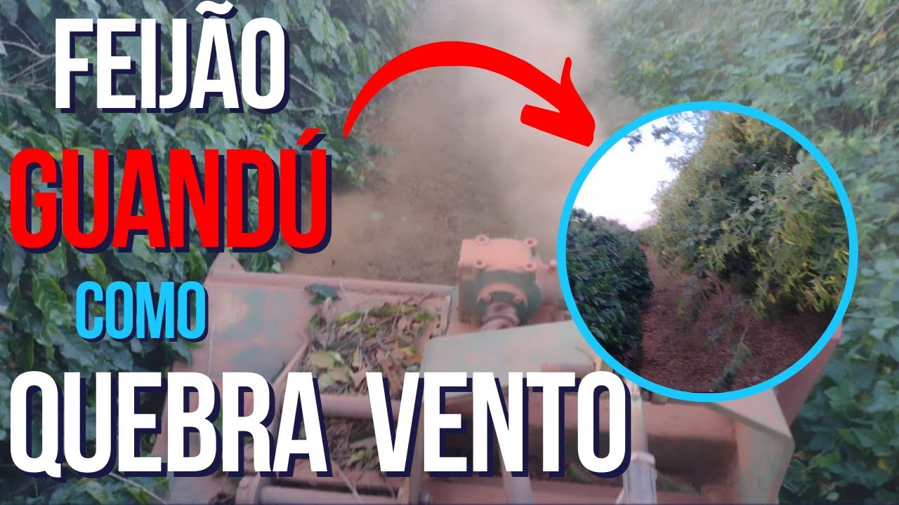 Manejo de mato em lavoura decotada após geada[Bicho Mineiro]