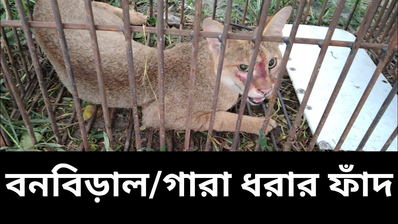 বন বিড়াল ধরার নিরাপদ ফাঁদ | গাউরা ফাঁদ | কোয়েল ফার্ম সুরক্ষা | শিক্ষামূলক ভিডিও