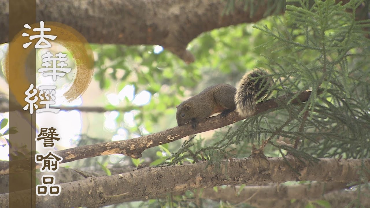 【靜思妙蓮華】法華經譬喻品 - 恆求善事 利益一切 - 20201207 第584集