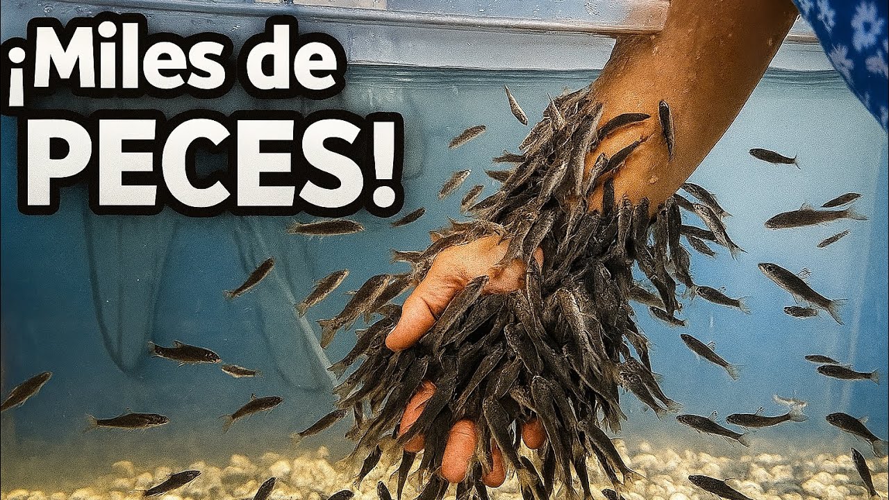 Acuario Michin de Guadalajara ¿Porque todo mundo quiere ir? 🐠🐡🐚🐢🦈🪸