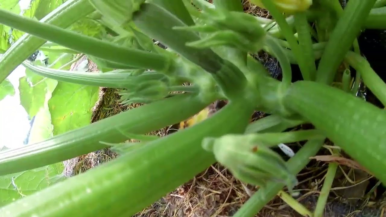 2019 - Squash Vine Borers