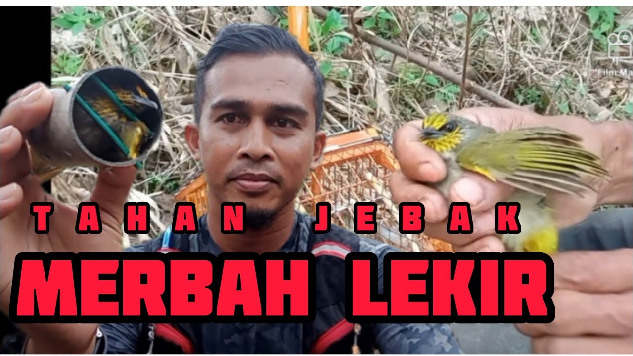 Tahan Jebak Merbah Lekir