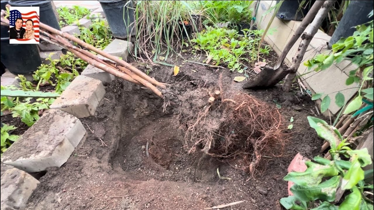 🤝🎁 Đào cây ổi ngon số 2 lên trồng cây ổi ngon # 1 xuống 💐👍