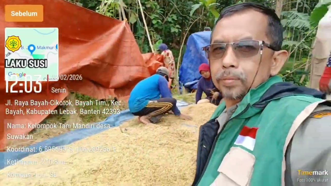 Panen padi sawah sistem bawon 4:1