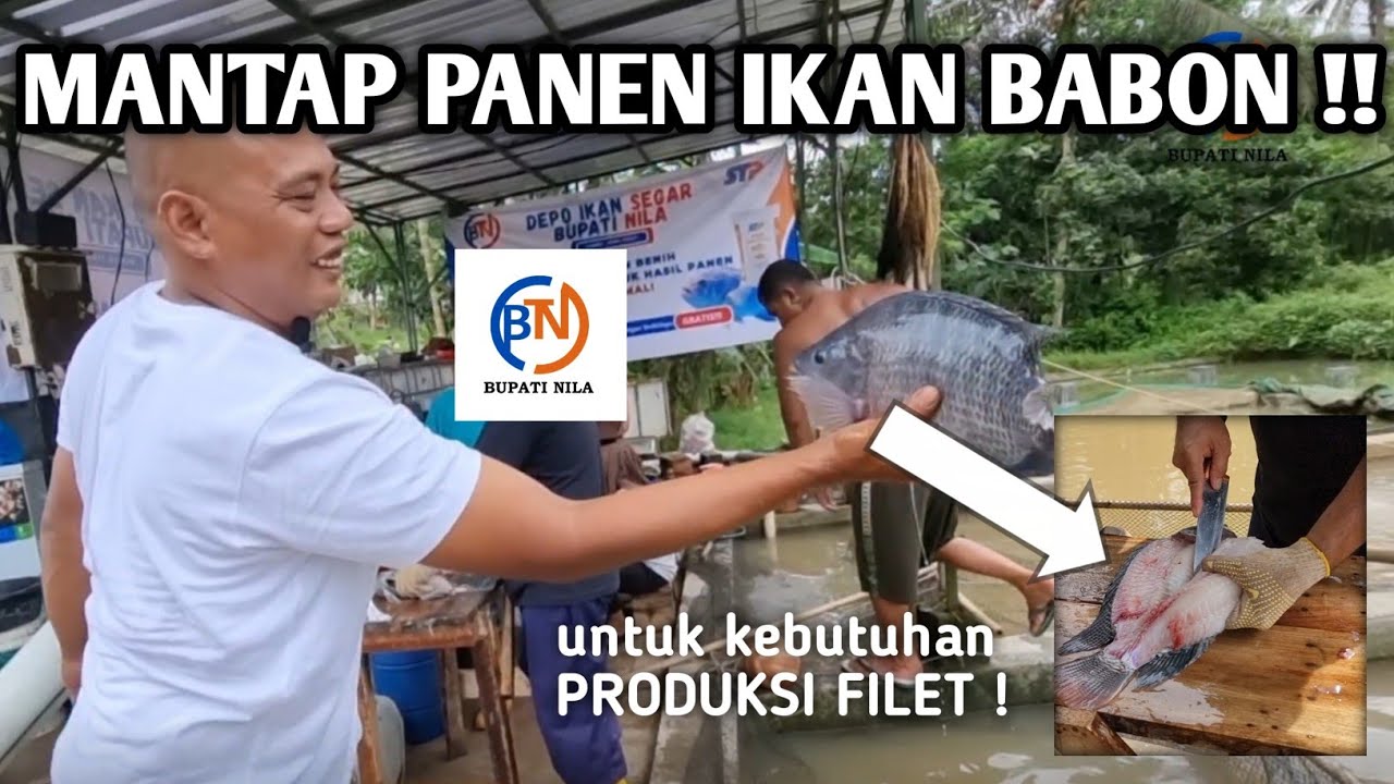 PANEN IKAN BABON !! untuk kebutuhan PRODUKSI FILET dari KOLAM TERBAIK di Bupati Nila