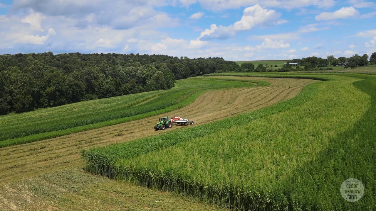 Retting in a Fiber Hemp Field