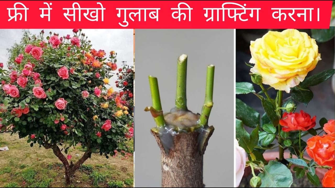 फ्री में सीखो गुलाब की ग्राफ्टिंग करना। Learn rose grafting for free.
