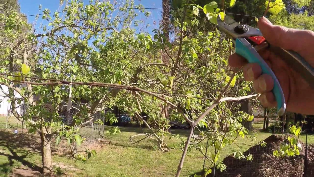 2YR OLD MUSCADINE VINE PRUNING