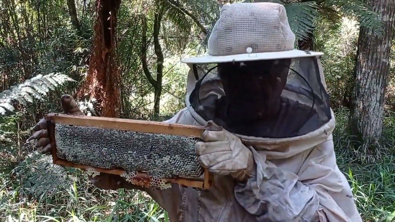 FLORADA DA BRACATINGA SURPREENDENTE, O PAI FICOU FACEIRO 😉😂🐝🐝