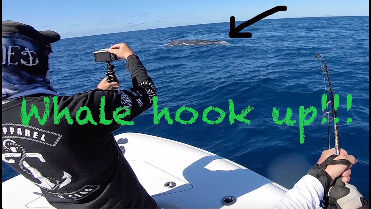 Accidental Whale hook up.
