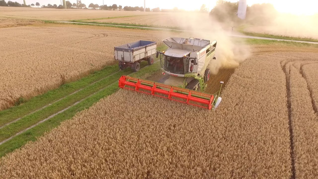Claas lexion 760 Terra Trac|Triticale Ernte 2017[Phantom] [GoPro]