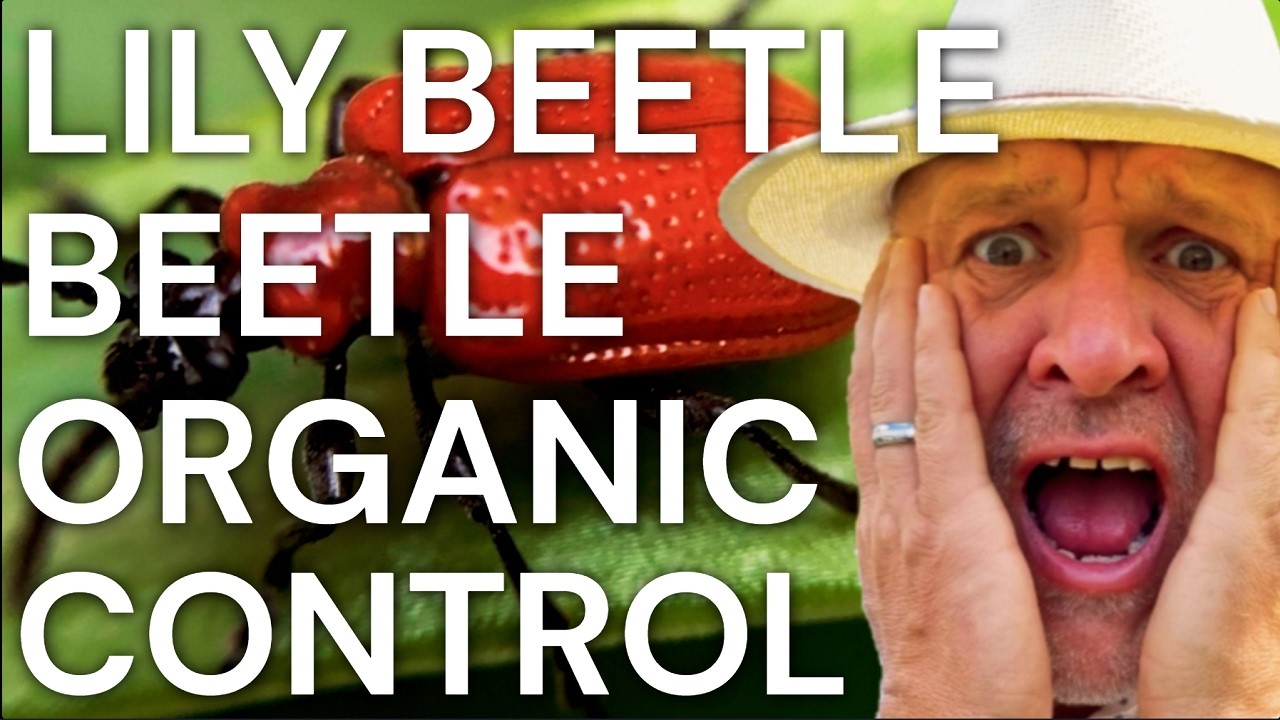 How to Get Rid of the Scarlet Lily Beetle Using Organic Control