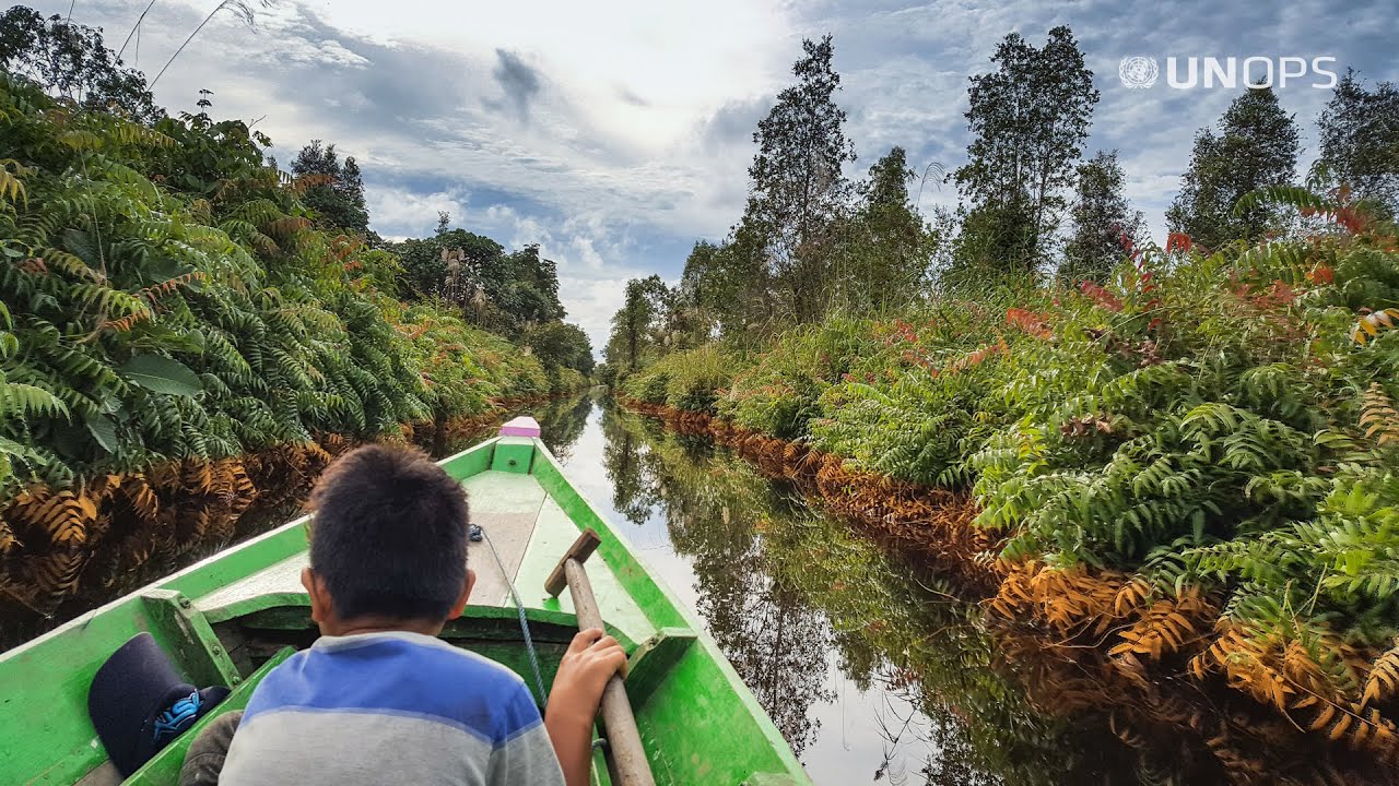 Restoring Indonesian peatlands
