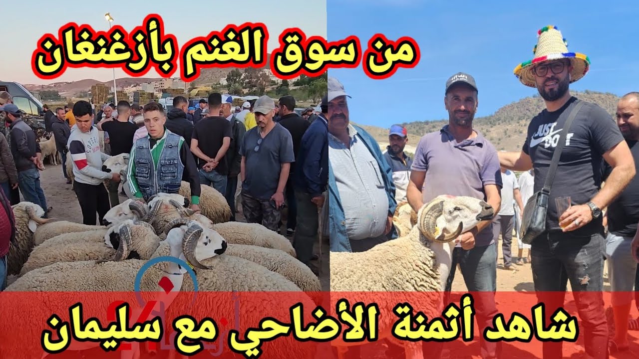 جولة في الصباح الباكر  في سوق الغنم بأزغنغان لاكتشاف أثمنة أضحية العيد