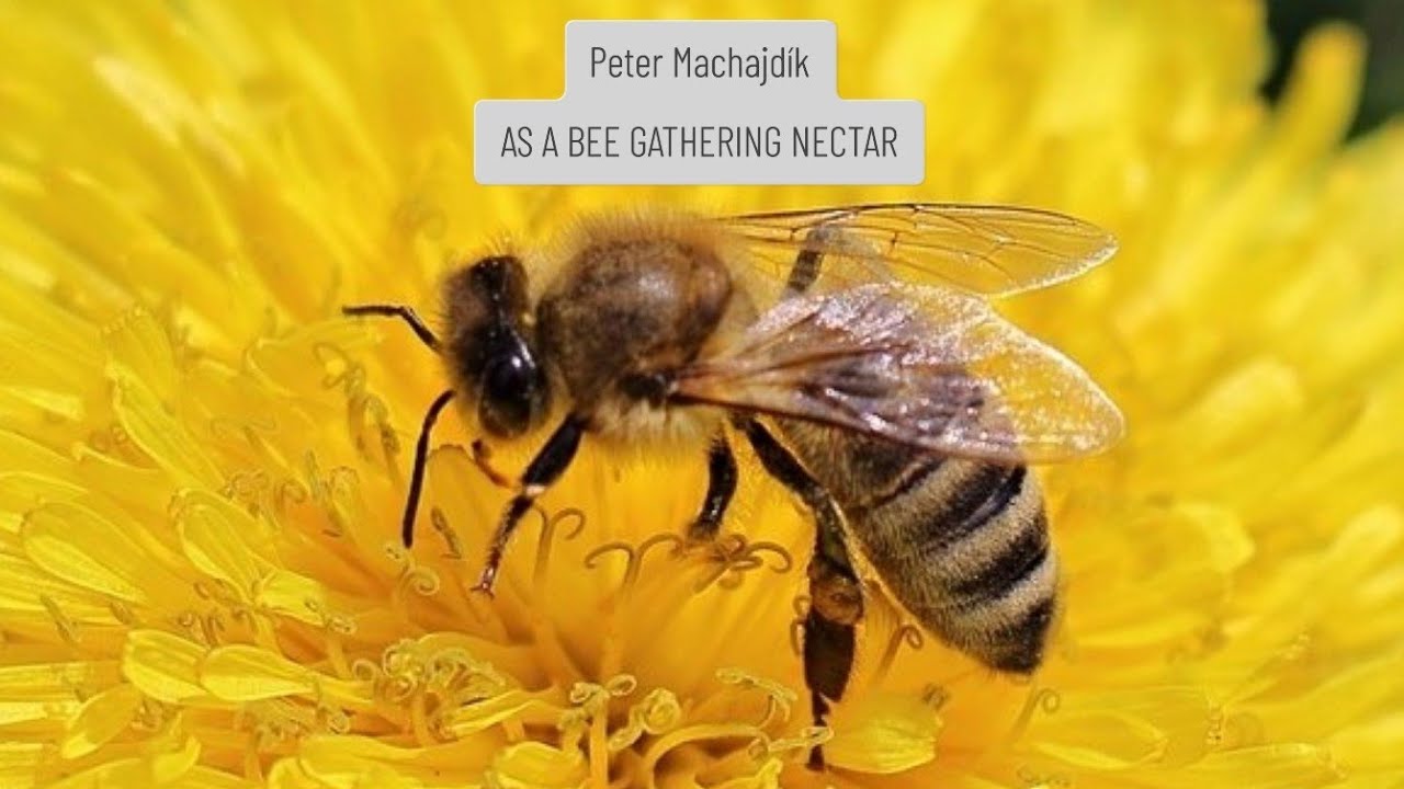 Peter Machajdík: Excerpt from AS A BEE GATHERING NECTAR [2024] for guitar and piano