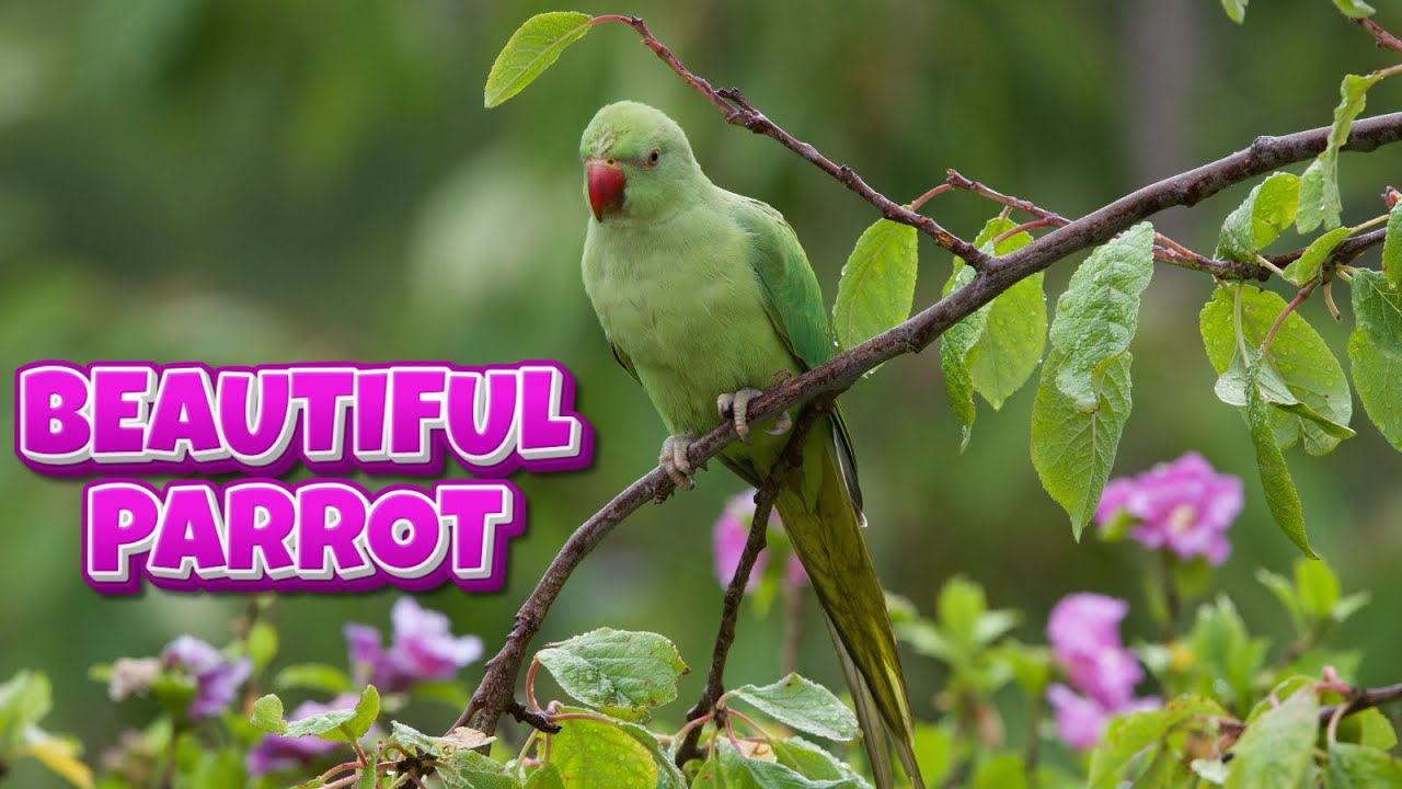 Факты о попугаях для детей 🦜 | Забавные и красочные факты о птицах, которые вам понравятся!