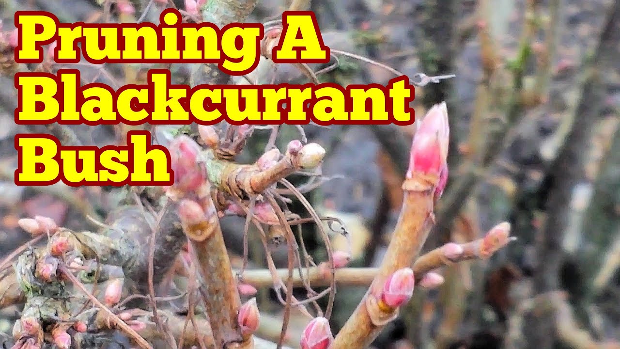 How To Prune A Blackcurrant Bush?/ No Dig Organic Allotment Fruit Orchard