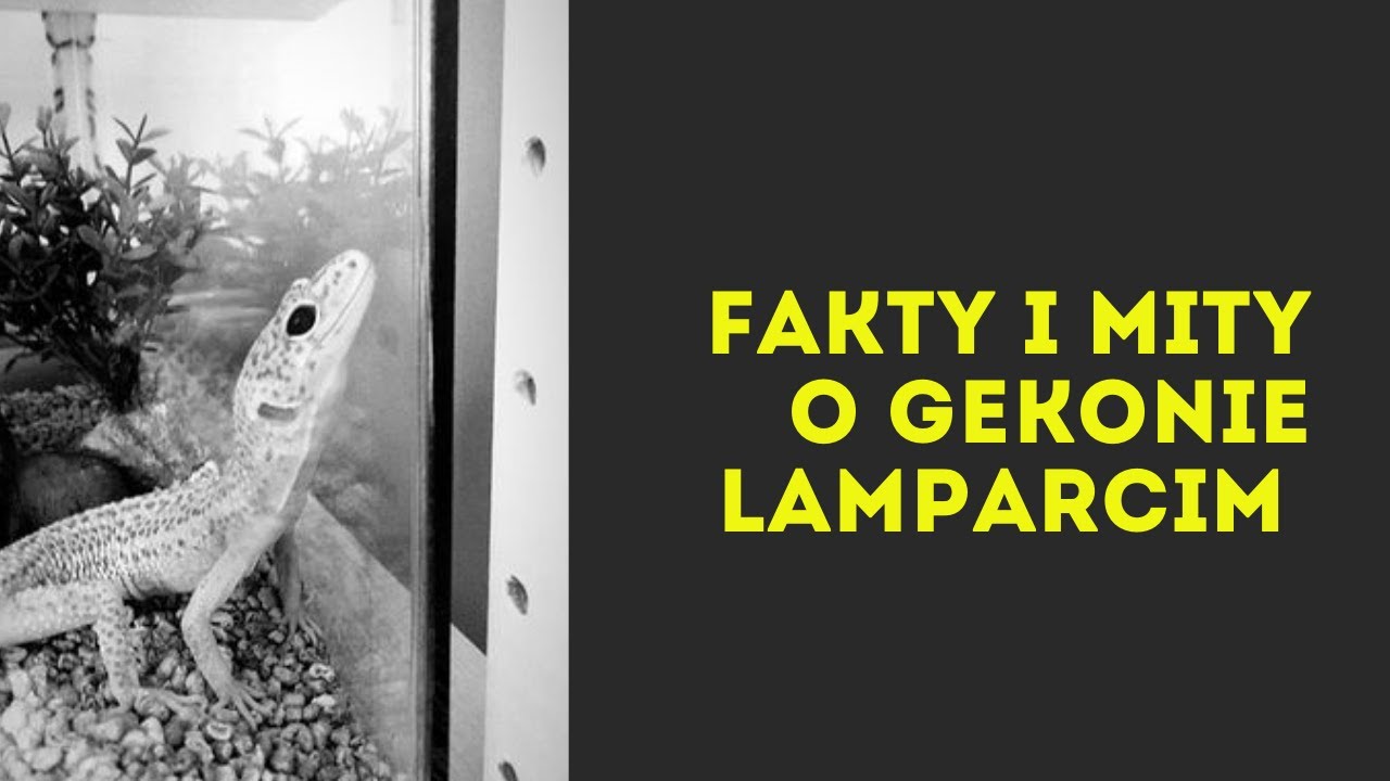 FAKTY I MITY O GEKONIE LAMPARCIM 🦎🦎