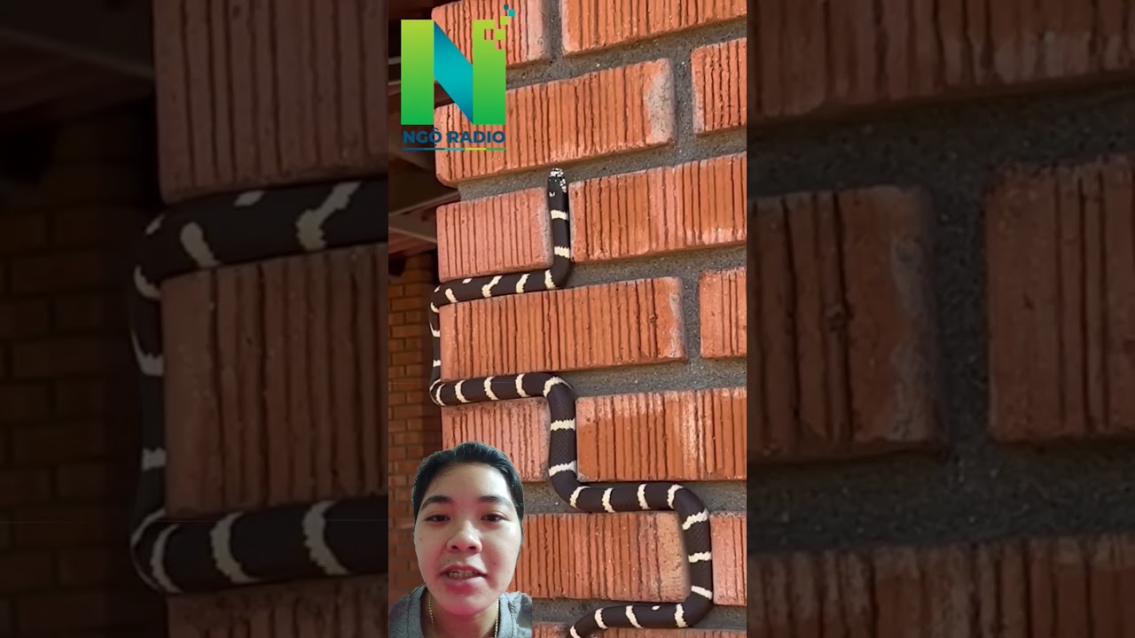 rắn săn mồi đời thực #haihuoc #ngoradio #tintucmoi #tintuc #automobile #bulldozeroff #duet