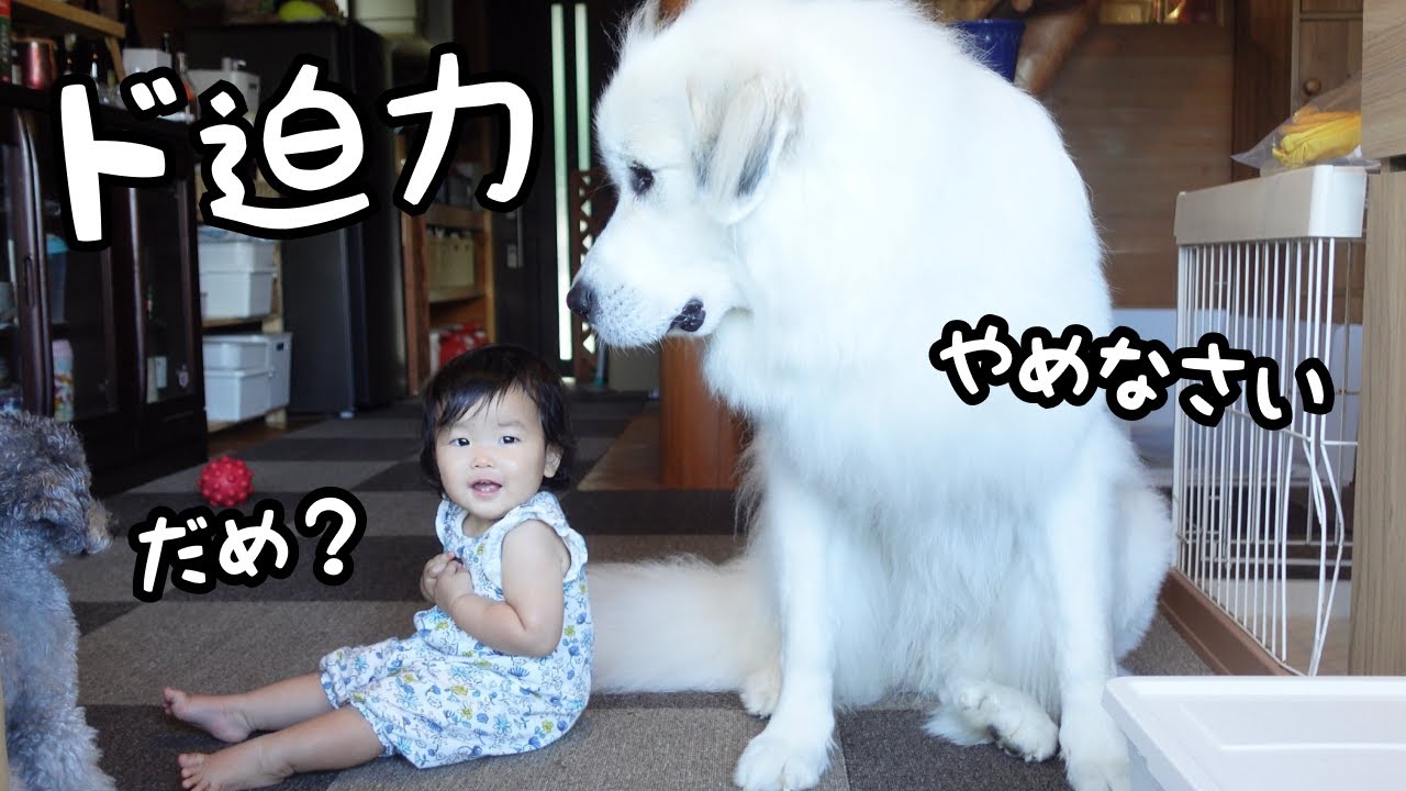 【だめ！】妹が鼻をほじほじしようとすると慌てて止める超大型犬が可愛いw｜グレートピレニーズ