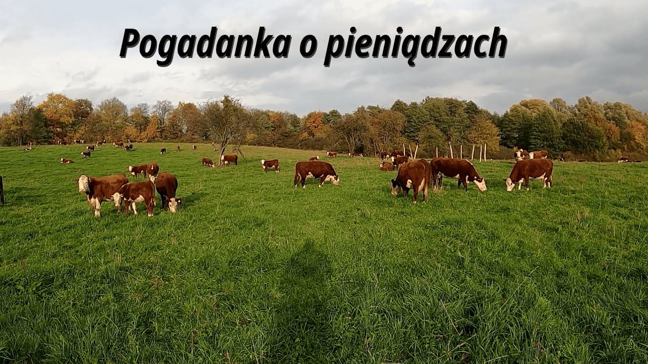 Jak nie tracić pieniędzy przy hodowli bydła mięsnego?