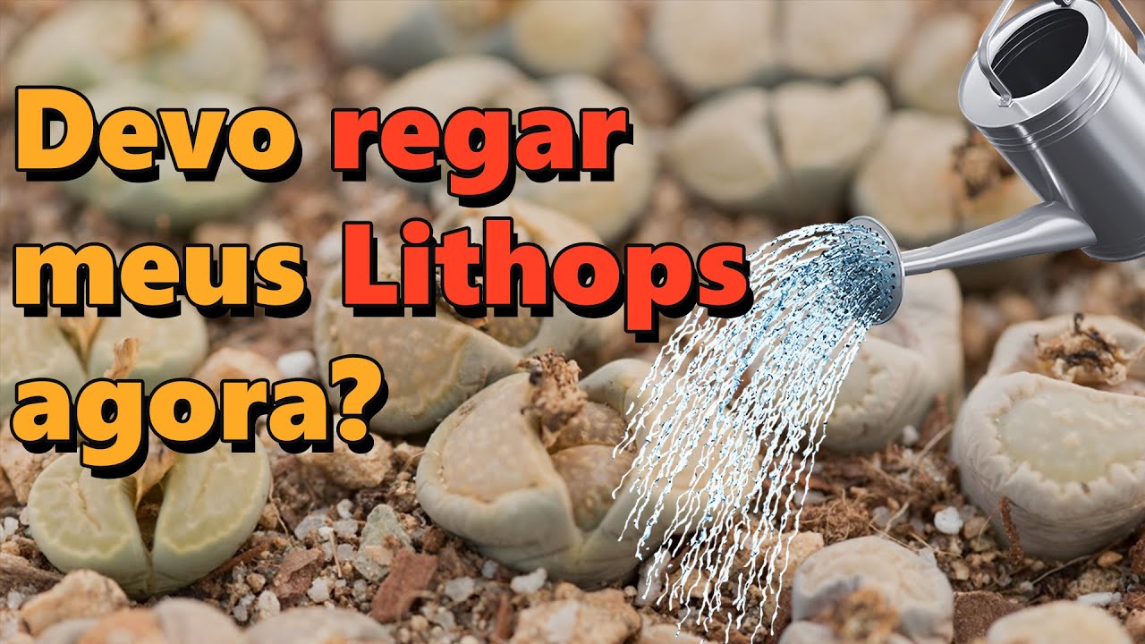 Quando devo regar os Lithops?