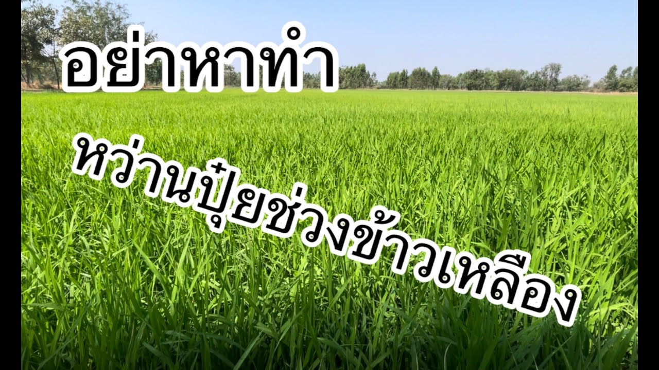 ข้าวเหลืองอย่าหว่านปุ๋ย