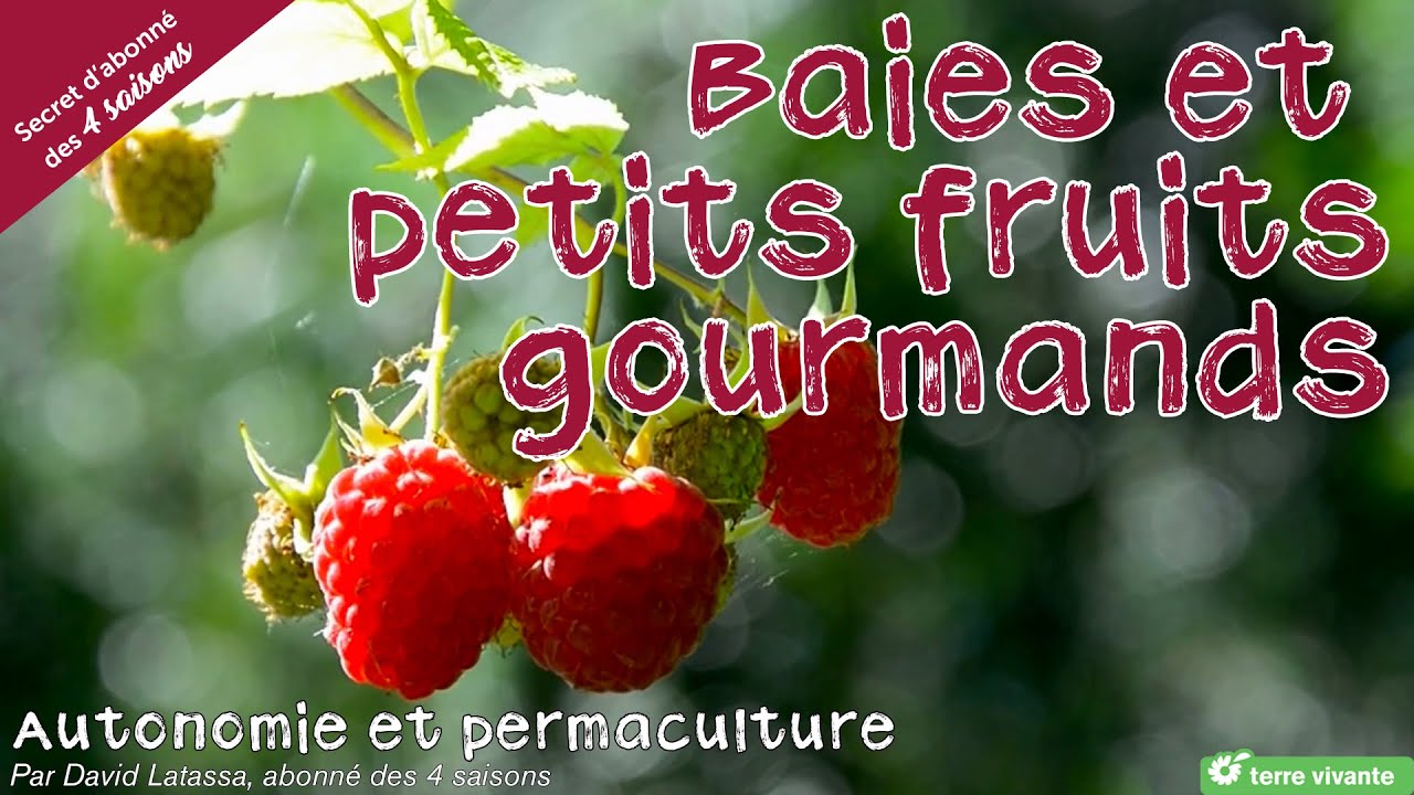 Baies et petits fruits gourmands au jardin - Autonomie et permaculture avec David
