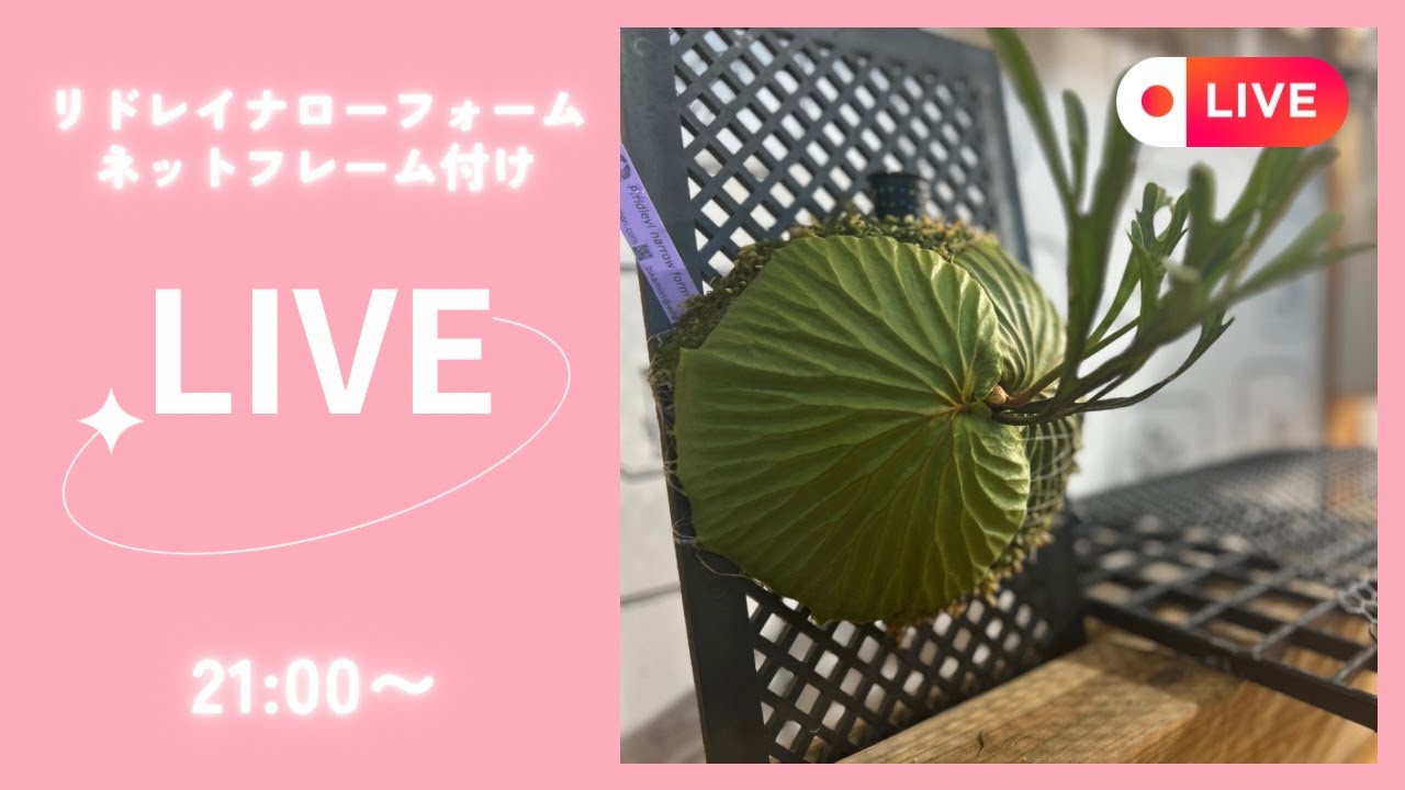 Platycerium リドレイナローフォーム　ネットフレーム付け　ビカクシダ板付けLIVE21から！🍀2025.8.30