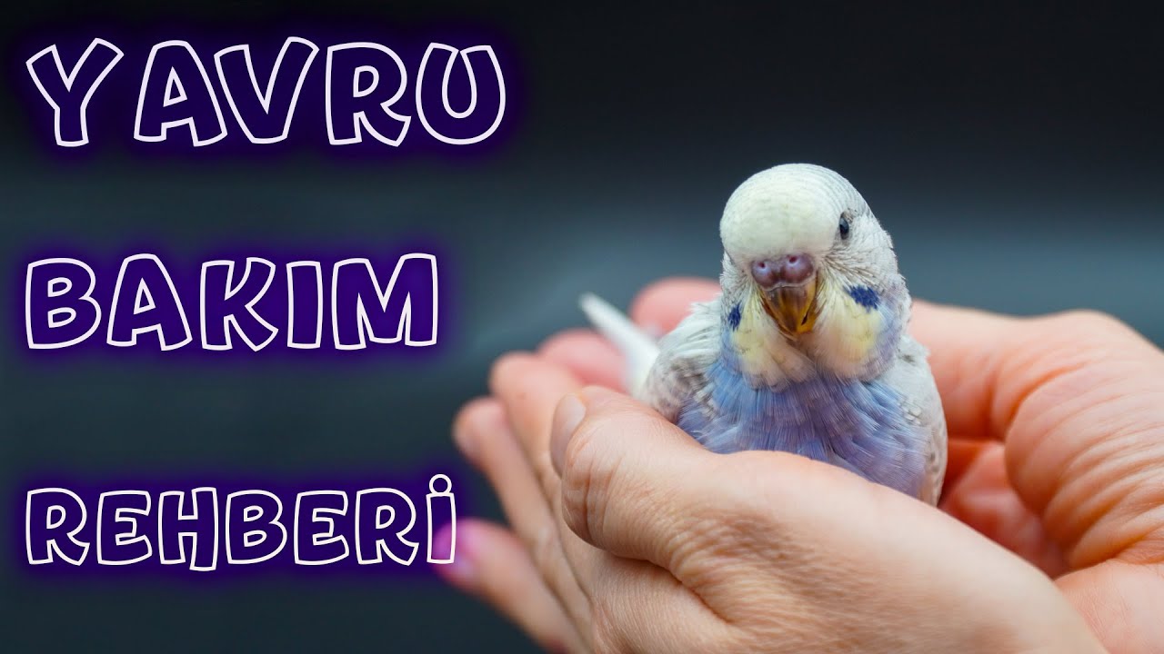 Muhabbet Kuşu Yavru Çıkınca ne yapılır | Muhabbet Kuşu Yavru Bakım Rehberi