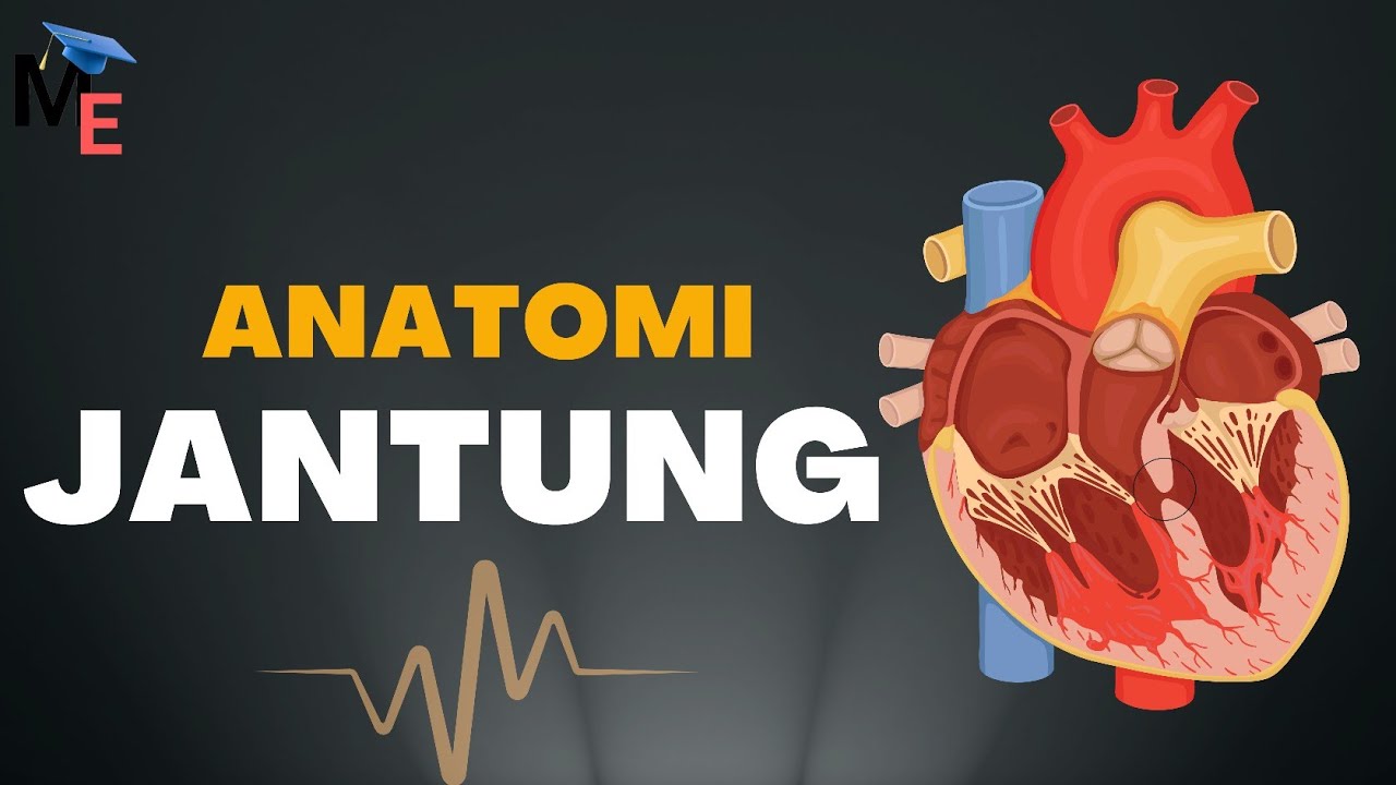 Organ Jantung - Part 1 Anatomi Pada Jantung