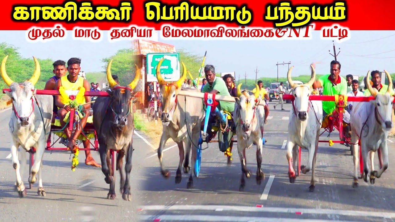 காணிக்கூர் ஒச்சதேவன்கோட்டை பெரியமாடு பந்தயம் 
