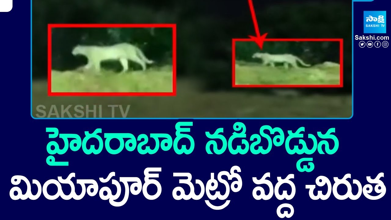 Cheetah at Miyapur Metro Station | Leopard in Hyderabad |@SakshiTV